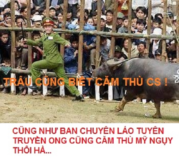 trau-chong-ngoi-thi-hanh-cong-vu